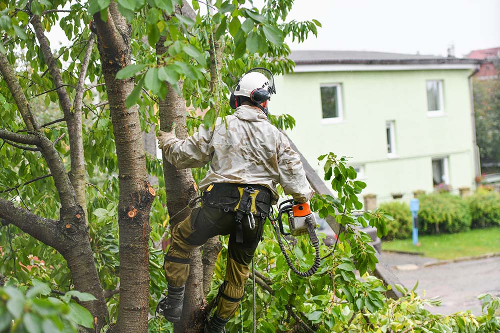 How Long Does It Take to Become an Arborist and Do They Make Good Money?