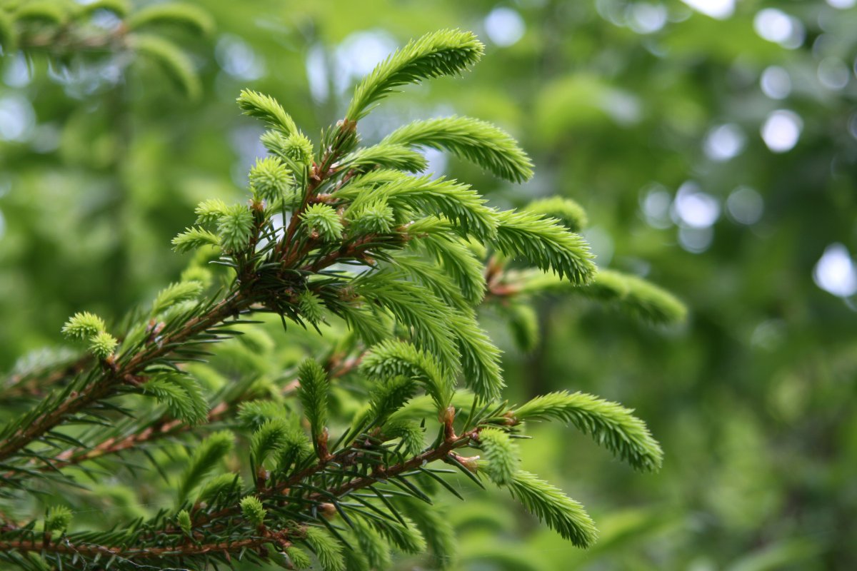 Are Norfolk Island pines protected in Australia? What to do when Norfolk pine gets too tall? Can I cut the top off my Norfolk pine?