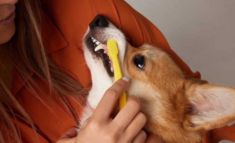 the owner brushes the corgi dog's teeth with a brush, caring for the dog's health
