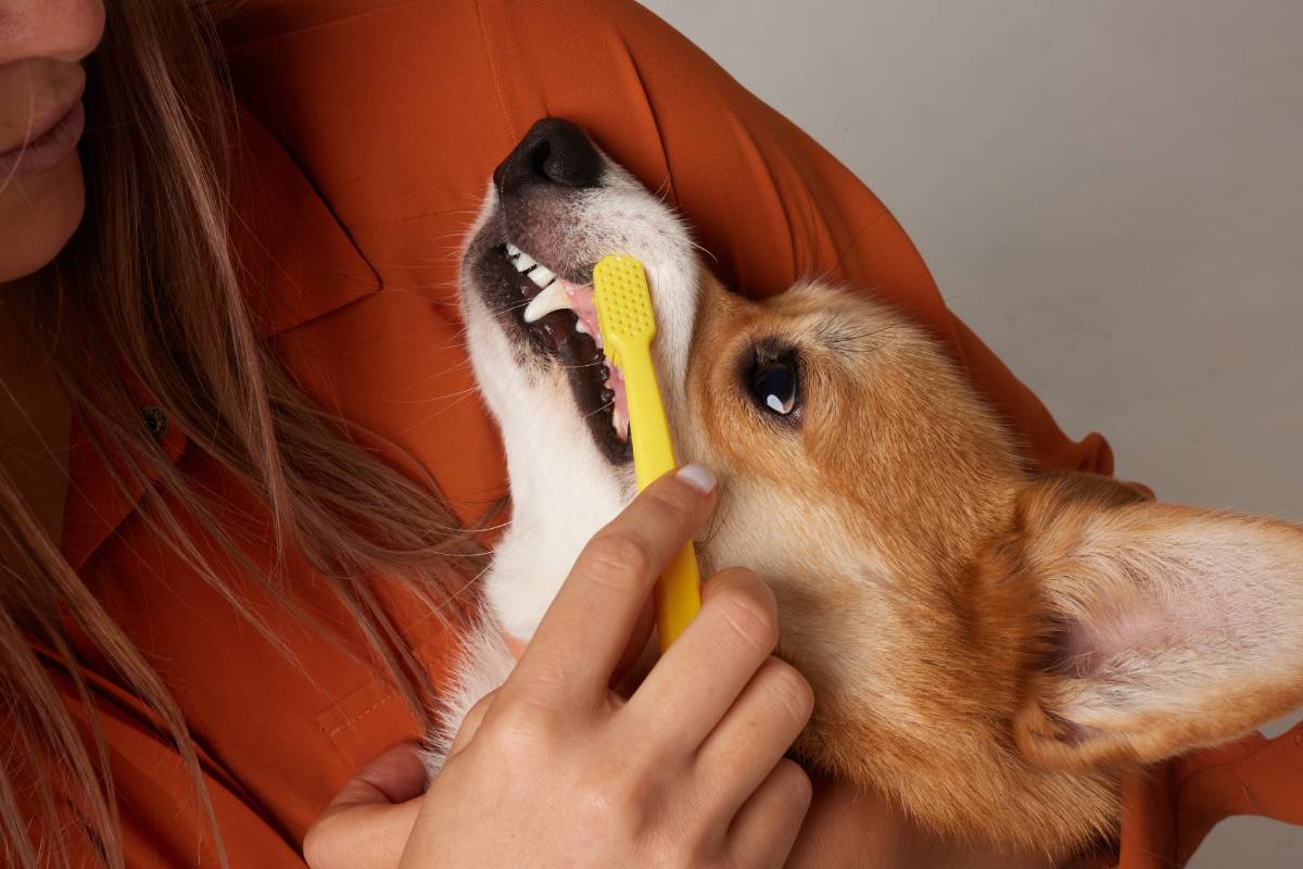 Do dogs really need dental cleaning? How much does it cost to clean a dog’s teeth?