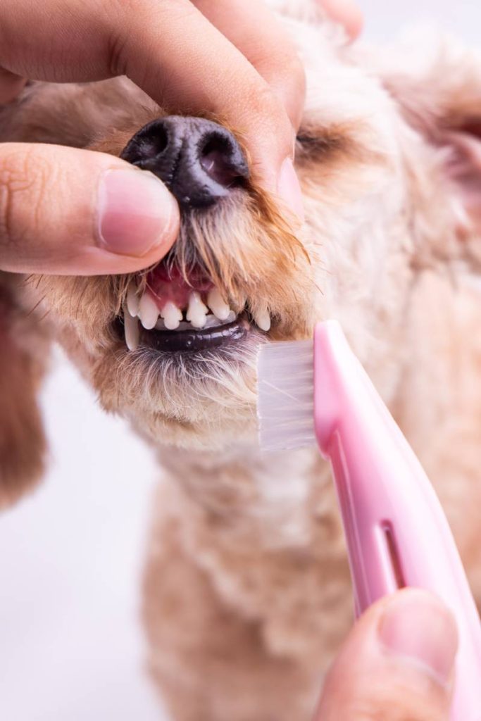 Vet brushing pet dog teeth coated with plaque with toothbrush. Pet oral care important to prevent tooth loss.