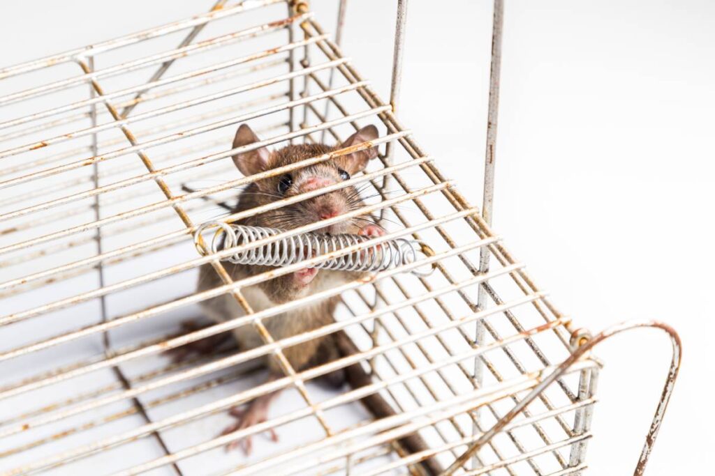 Close up of anxious rat trapped and caught in metal cage