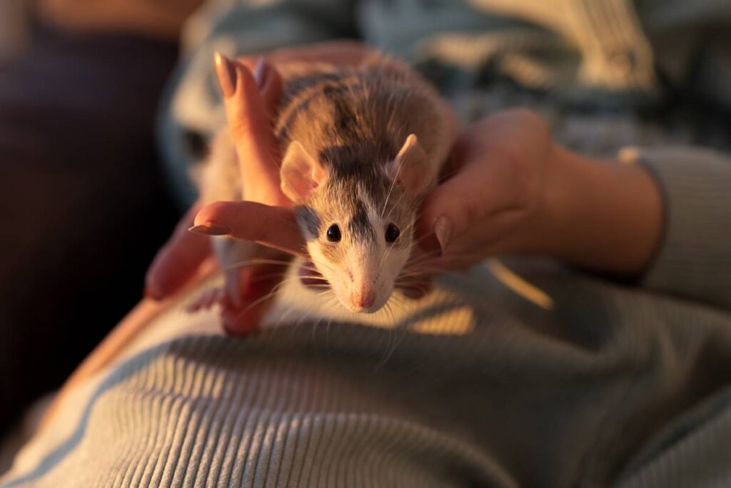 cute rat in the arms of a beautiful young girl