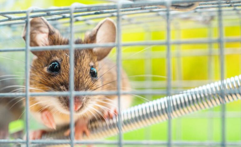 Best Baits for Mouse Traps & Why You’re Missing Catching Mice